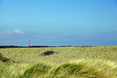 Ameland-Holland: Der Leuchtturm Bornrif überragt alles.