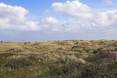 Ameland-Holland: Die Hollumer Dünen gehören zu einer ausgedehnten und jahrhundertealten Dünenlandschaft.