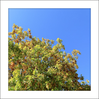 Die Roteiche (Quercus rubra). Im Herbst zeigt die Roteiche eine intensive, attraktive Blattfärbung.