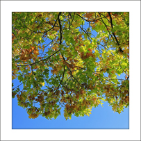 Die Roteiche (Quercus rubra). Im Herbst zeigt die Roteiche eine intensive, attraktive Blattfärbung.