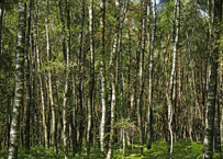 Naturschutzgebiet Brachter Wald. Die Kraft der alten Giganten.