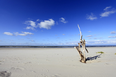 Juist-Töwerland: Eine von Wind und Wetter geformte Strandskulptur steht einsam und verlassen am Fuße der Haakdünen.