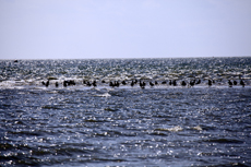 Juist-Töwerland: Kalfamer - Naturpfad und Schutzzone am Ostende der Insel - Nationalpark Wattenmeer. Ruhezone für Seevögel, Seehunde und Kegelrobben