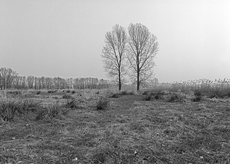 Nierslandschaften 1984: Pappelreihen und Kopfweiden prägen das Landschaftsbild an der Niers.