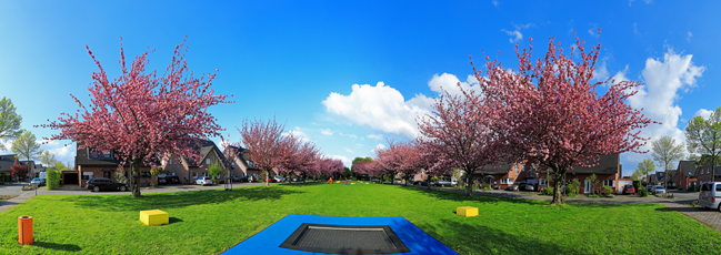 Der Niederrhein: Frühling – Panoramablick 180 Grad.Kempen - Japanische Kirschblüte. Panoramagröße: 162x57 cm / 300dpi
