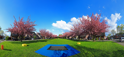 Der Niederrhein: Frühling – Panoramablick 180 Grad. Kempen - Japanische Kirschblüte. Panoramagröße: 113x52 cm / 300dpi