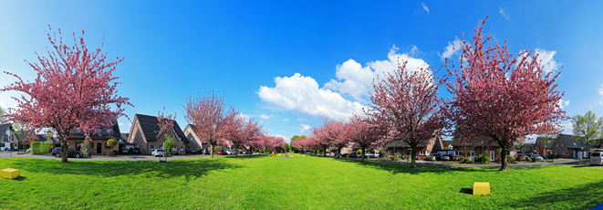 Der Niederrhein:Frühling – Panoramablick 180 Grad. Japanische Kirchblüte in Kempen. Panoramagröße: 133x46 cm / 300dpi
