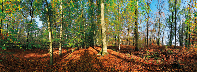 Der Niederrhein: Herbst – Panoramablick 180 Grad. Buchenwald am Landgasthof zur Fluchtburg. Panoramagröße: 133x48 cm / 300dpi