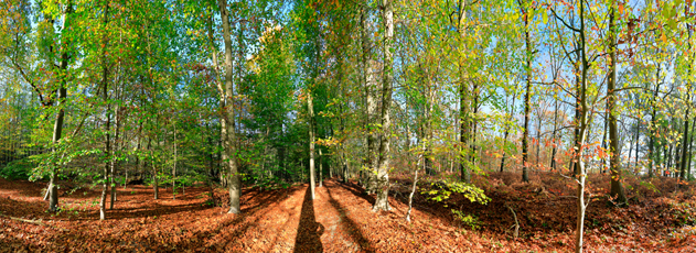 Der Niederrhein: Herbst – Panoramablick 180 Grad. Buchenwald am Landgasthof zur Fluchtburg. Panoramagröße: 134x49 cm / 300dpi