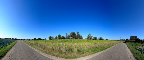 Der Niederrhein: Sommer – Panoramablick 180 Grad. Die kleine Welt der Wildblumen. Panoramagröße: 99x41 cm / 300dpi