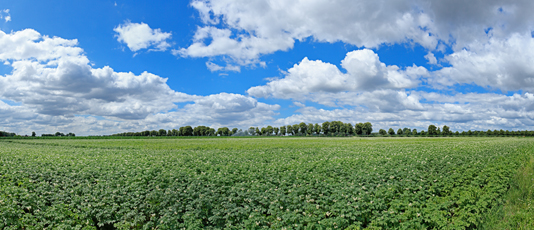 Der Niederrhein: Sommer – Panoramablick 180 Grad. Typische niederrheinische Agrarlandschaft. Panoramagröße: 99x43 cm / 300dpi