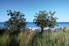 Scharbeutz - Im Süden der Lübecker Bucht, in direkter Nachbarschaft zum Timmendorfer Strand, liegt das mit seiner langen Strandpromenade und kilometerlangen, feinsandigen Themenstränden, Scharbeutz.