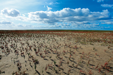 Wangerooge: Der Osten: der Queller ist die einzige Salzwiesenpflanze, die ohne Salzzufuhr nicht lebensfähig ist.