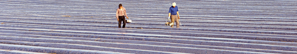 Frühling am Niederrhein