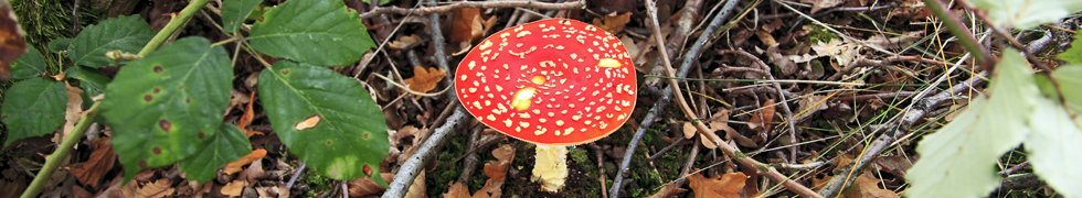 Fliegenpilze am Niederrhein