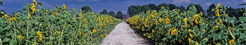 Kirschblüte am Niederrhein
