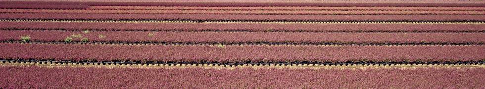 Sommer am Niederrhein