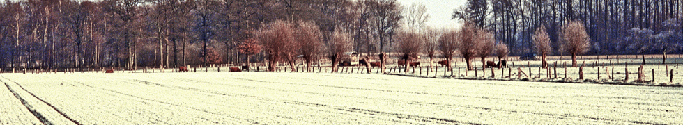 Kirschblüte am Niederrhein