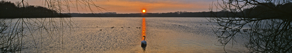 Kirschblüte am Niederrhein