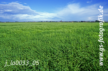 Bild in den Warenkorb legen