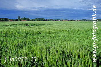 Bild in den Warenkorb legen