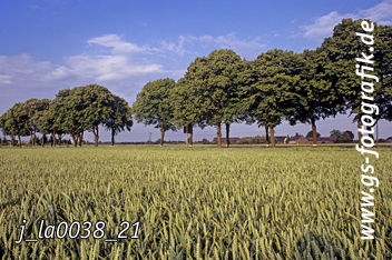 Bild in den Warenkorb legen