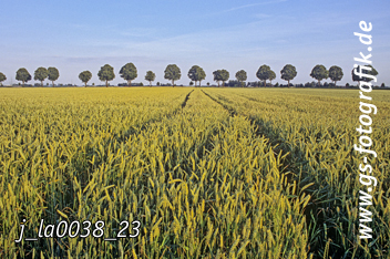 Bild in den Warenkorb legen