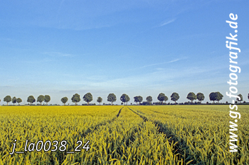 Bild in den Warenkorb legen