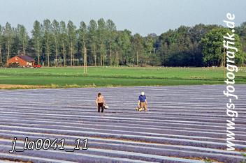 Bild in den Warenkorb legen