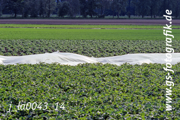 Bild in den Warenkorb legen