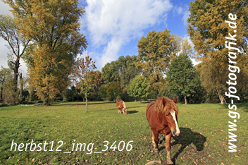 Bild in den Warenkorb legen