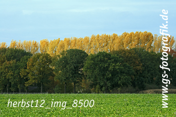 Bild in den Warenkorb legen