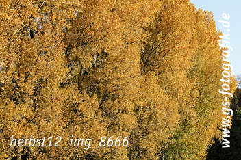 Bild in den Warenkorb legen