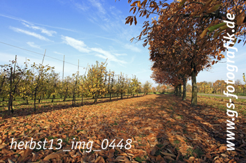 Bild in den Warenkorb legen