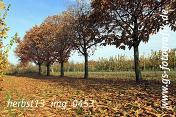 Bild in den Warenkorb legen