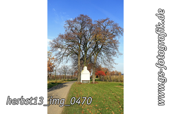 Bild in den Warenkorb legen