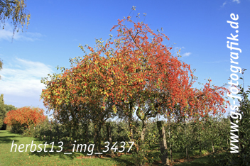 Bild in den Warenkorb legen