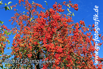 Bild in den Warenkorb legen