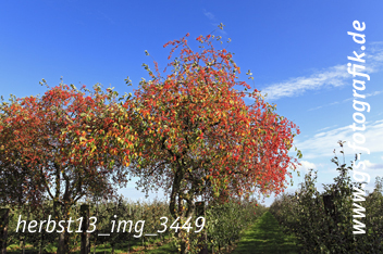 Bild in den Warenkorb legen