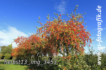 Bild in den Warenkorb legen