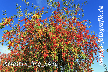 Bild in den Warenkorb legen