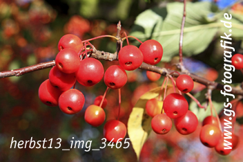 Bild in den Warenkorb legen