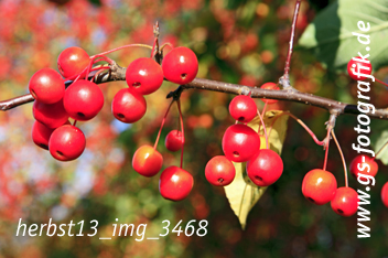 Bild in den Warenkorb legen