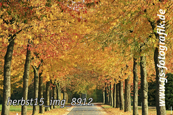 Bild in den Warenkorb legen