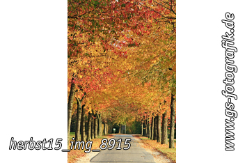 Bild in den Warenkorb legen