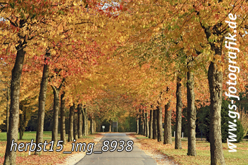 Bild in den Warenkorb legen