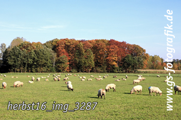 Bild in den Warenkorb legen