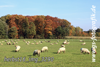 Bild in den Warenkorb legen