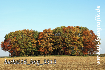 Bild in den Warenkorb legen