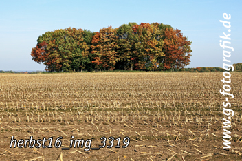 Bild in den Warenkorb legen